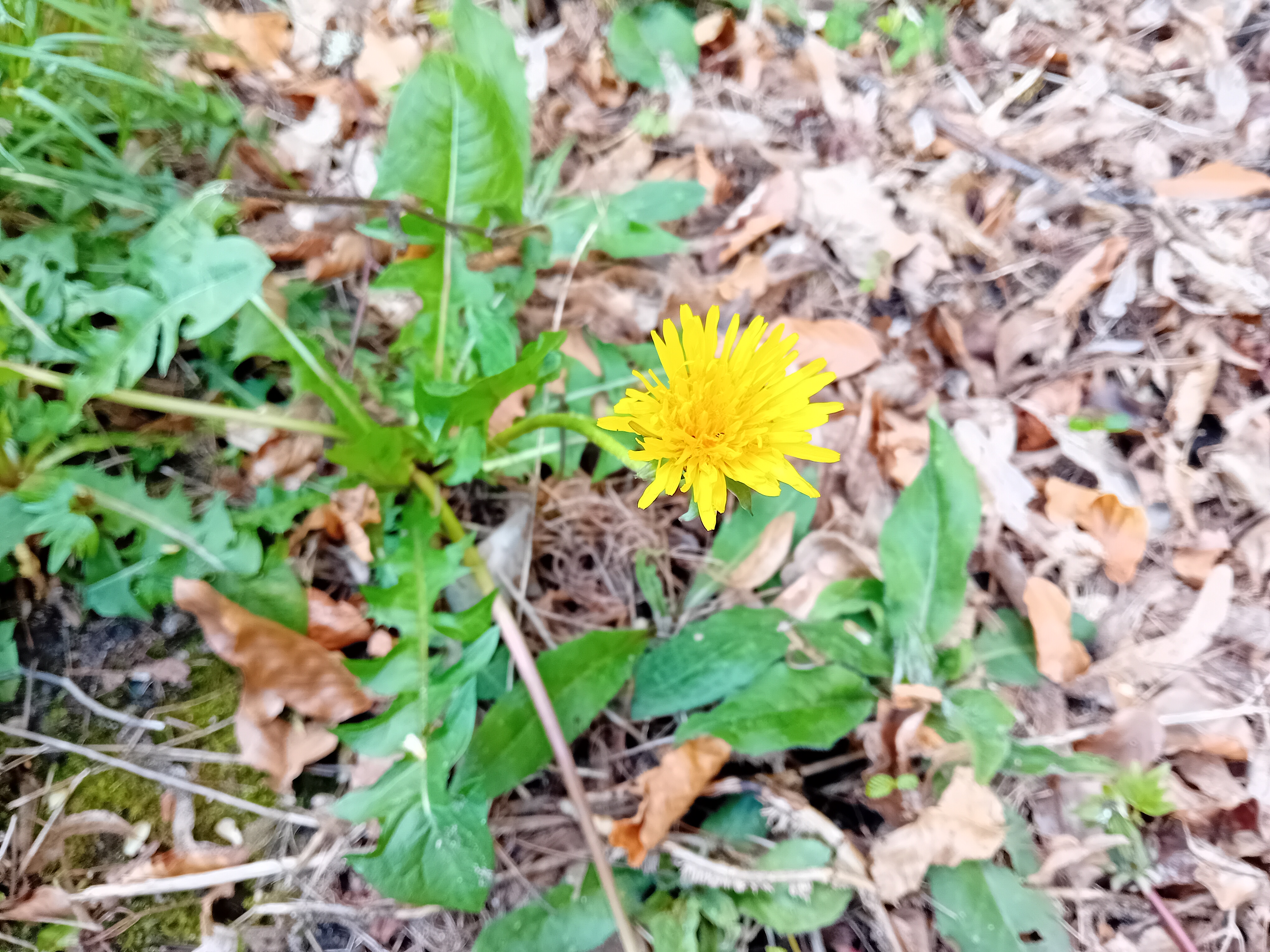 Flor amarilla iluminada por luz natural sobre un fondo suave y desenfocado
